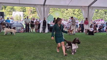 Międzynarodowa Wystawa Psów Rasowych