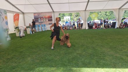 Międzynarodowa Wystawa Psów Rasowych