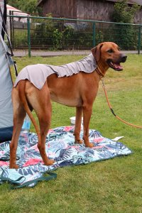 Międzynarodowa Wystawa Psów Rasowych