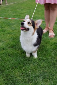 Międzynarodowa Wystawa Psów Rasowych