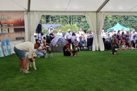 V Międzynarodowa Wystawa Psów Rasowych