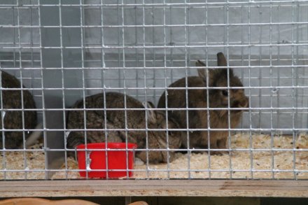 Wystawa królików i drobnego inwentarza