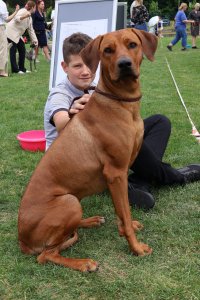 Międzynarodowa Wystawa Psów Rasowych