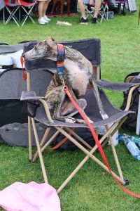 Międzynarodowa Wystawa Psów Rasowych