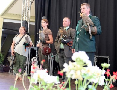 Pokaz sokolników
