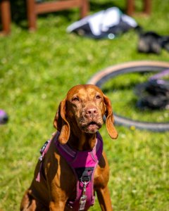 Śląskie Szutry Wisła 2025