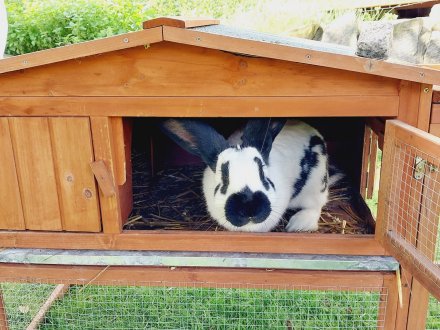 Agroturystyka Jelenia