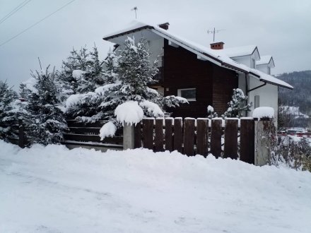 Czarna Owca